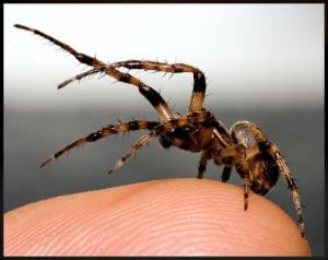 spider on human skin; how to treat a spider bite at home post
