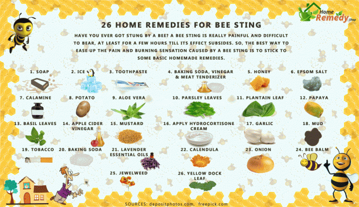 ant sting home remedy