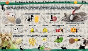 prevent hairball formation in your pets infographic