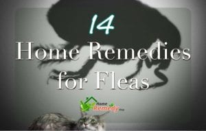 cat with shadow of a flea overhead