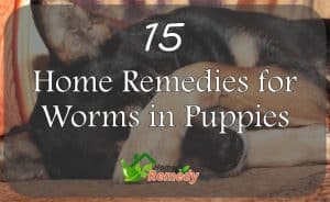 home remedies for worms in puppies