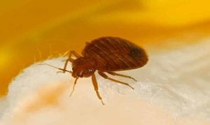 Bed Bug Bites Itch: 15 Remedies Found in Your House - Home Remedies