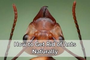 How to Get Rid of Ants Naturally
