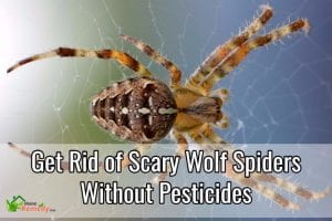 how to get rid of wolf spiders