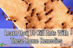 how to kill ants