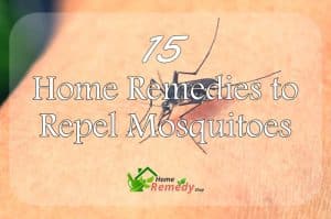 close up of a mosquito on a person's skin