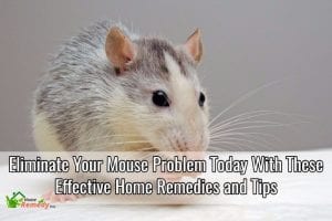 mouse repellent